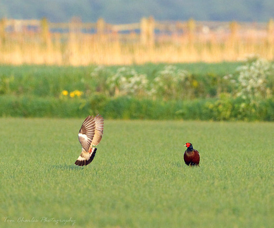'Hey..Watch This..!'