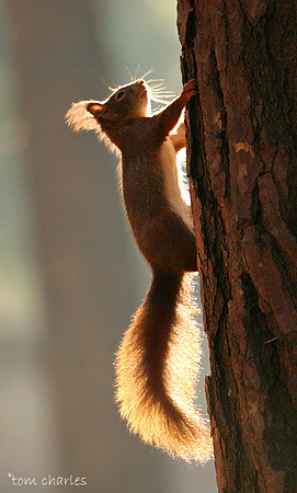 Tail Light