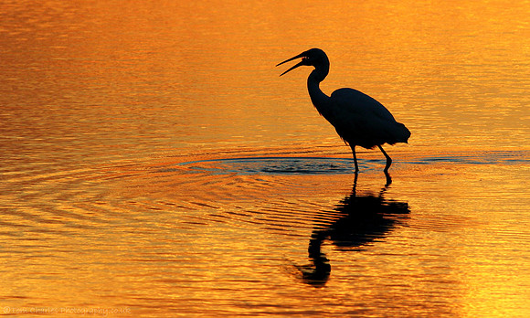 Great White Egret