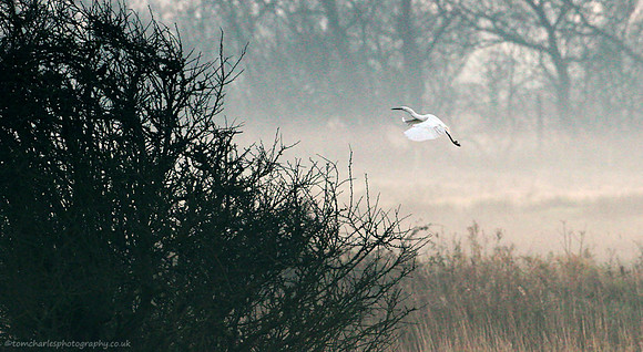 Evening Mist and Egret