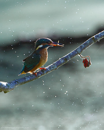 Splash n Dash