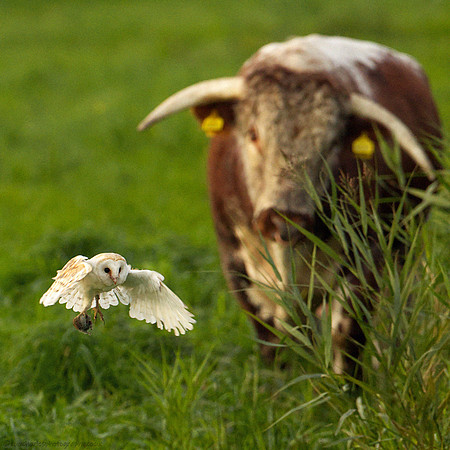 Cattle Curiosity