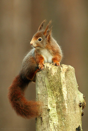 Winter Tufts