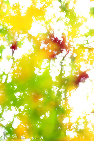 Autumn Splash