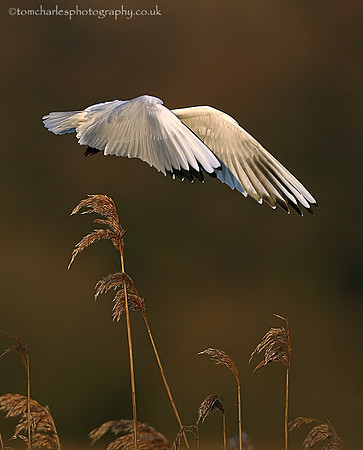 Black Headed Gull