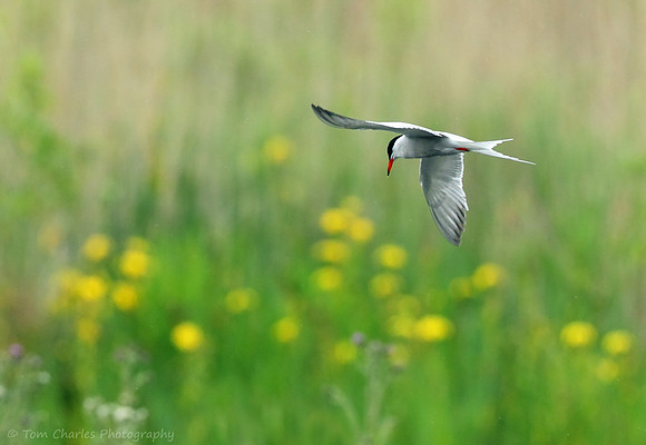 Common Tern
