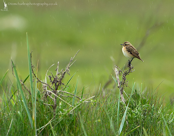 Whinchat - female