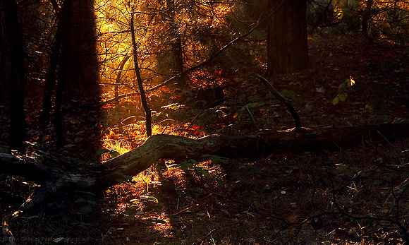 Spill of Light