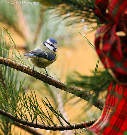Blue Tit