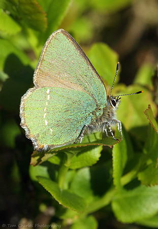 Green Hairstreak