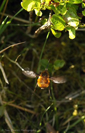 Bee Fly
