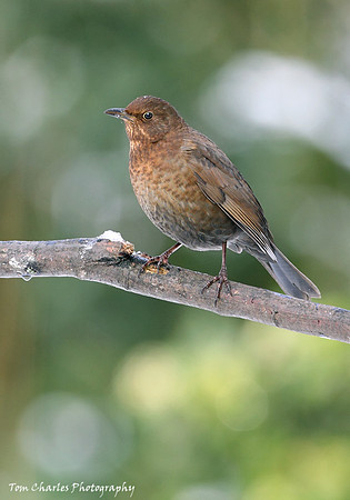 Blackbird - female