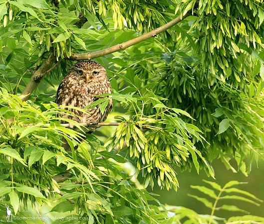 'Lookin At Me?'