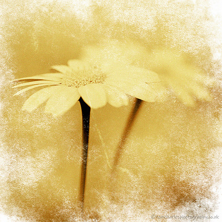 Parasol Florale