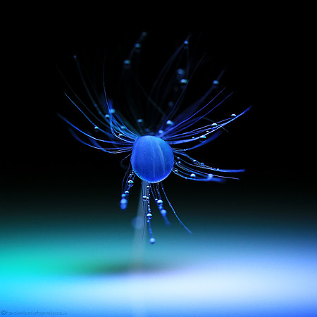 Almost Arachnid