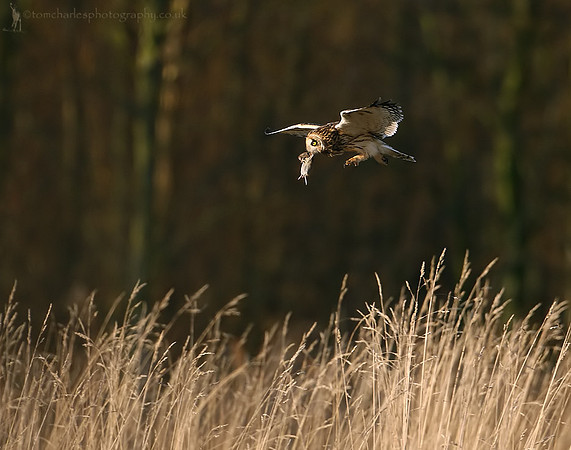 'Vole-au-Vent'