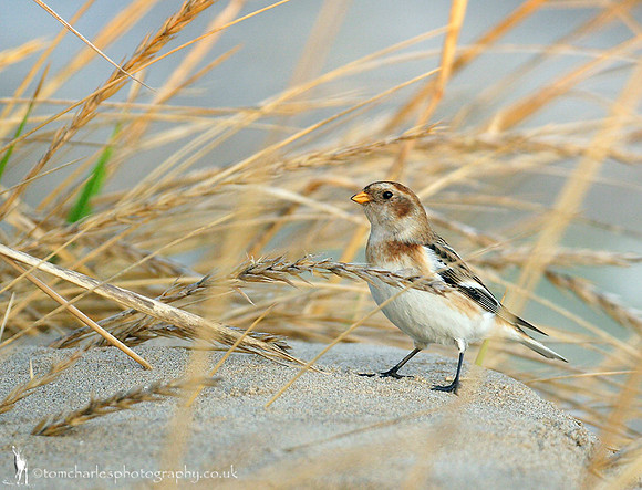 Snow Bunting