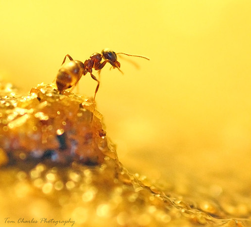 Ant Hill