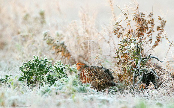 Frosted Partridge