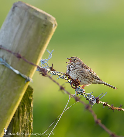 Corn Bunting