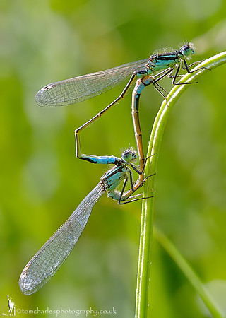 Blue-tailed Damselfly