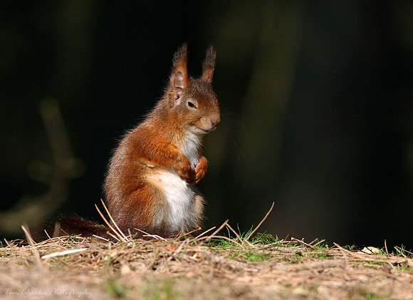 Red Squirrel