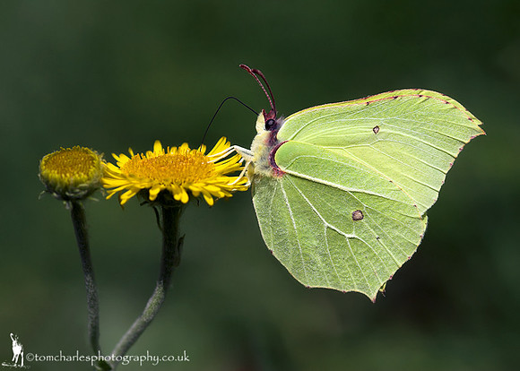 Brimstone