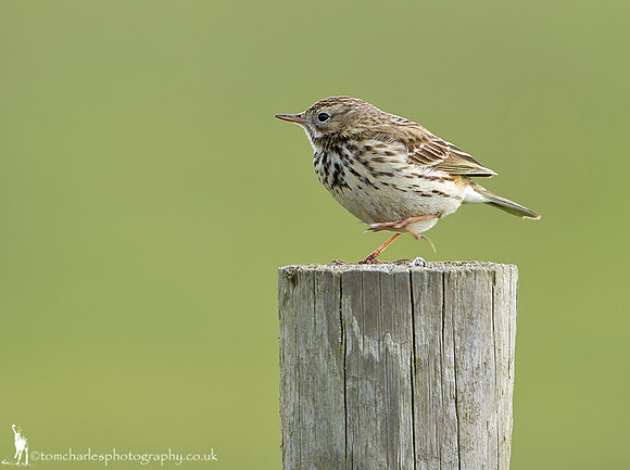 Meadow Pipit