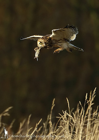 'Vole-au-Vent'