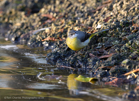 Grey Wagtail