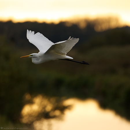 Great White On Golden Pond
