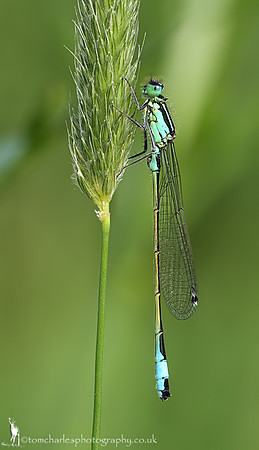 Blue-tailed Damselfly