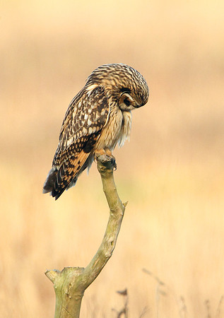 Resting Flammeus