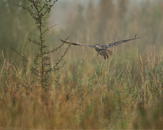 Long-eared Owl - (Asio otus) - 3
