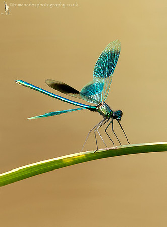 Banded Demoiselle Damselfly - male