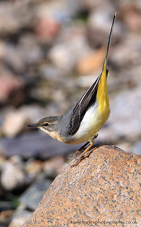 Grey Wagtail