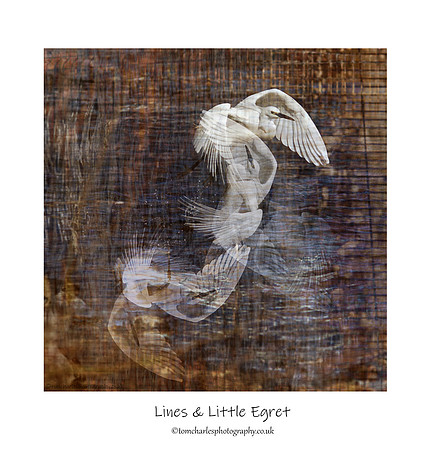 Lines & Little Egret
