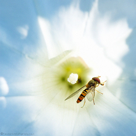'Hoovering' Hoverfly