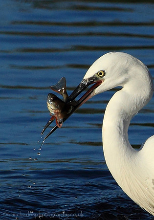 Little Egret