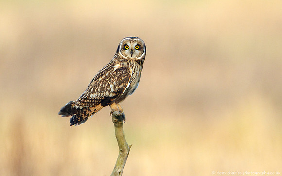 Short-Eared Owl