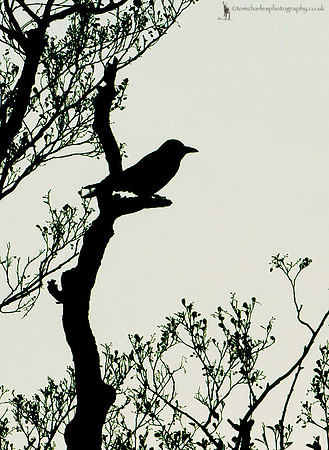 Carrion Crow