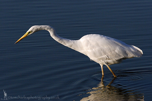 Great White Egret