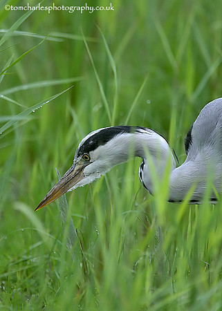 Hunting Heron