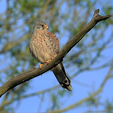 Kestrel - Male