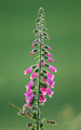 Wild Plants and Flowers