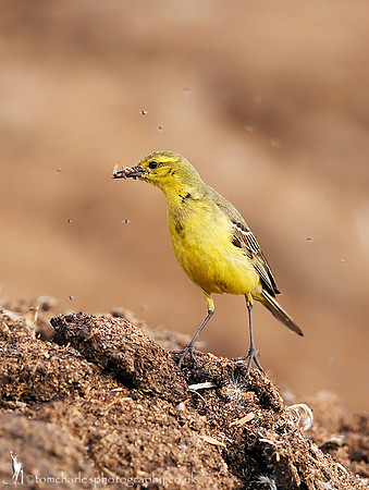 Yellow Wagtail