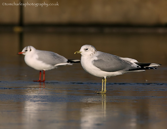 Black Headed Gull & Common Gull