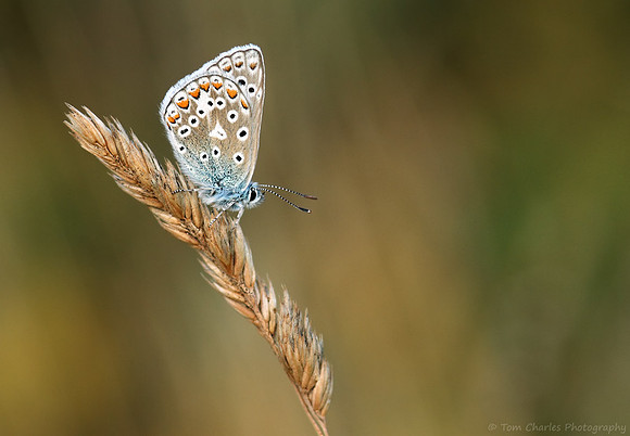 Hidden Jewel