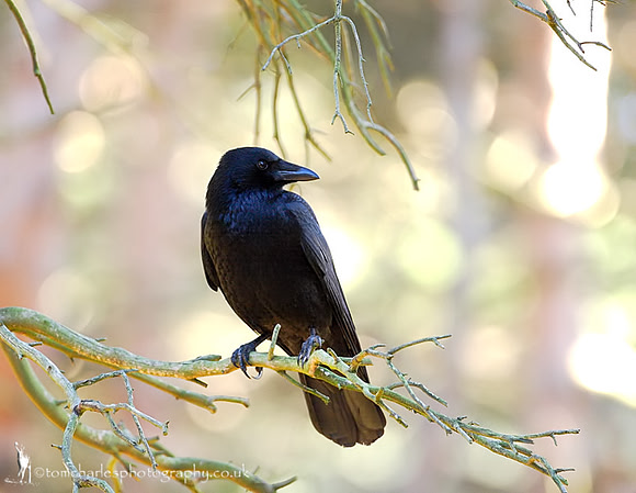 Carrion Crow