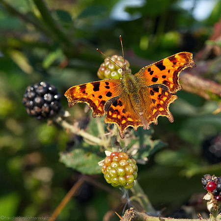 Comma Butterfly